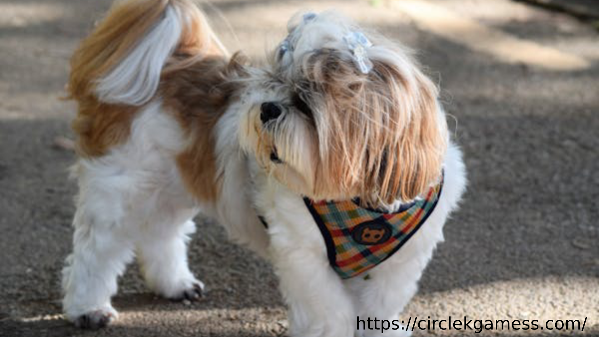 shih tzu jack russell mix