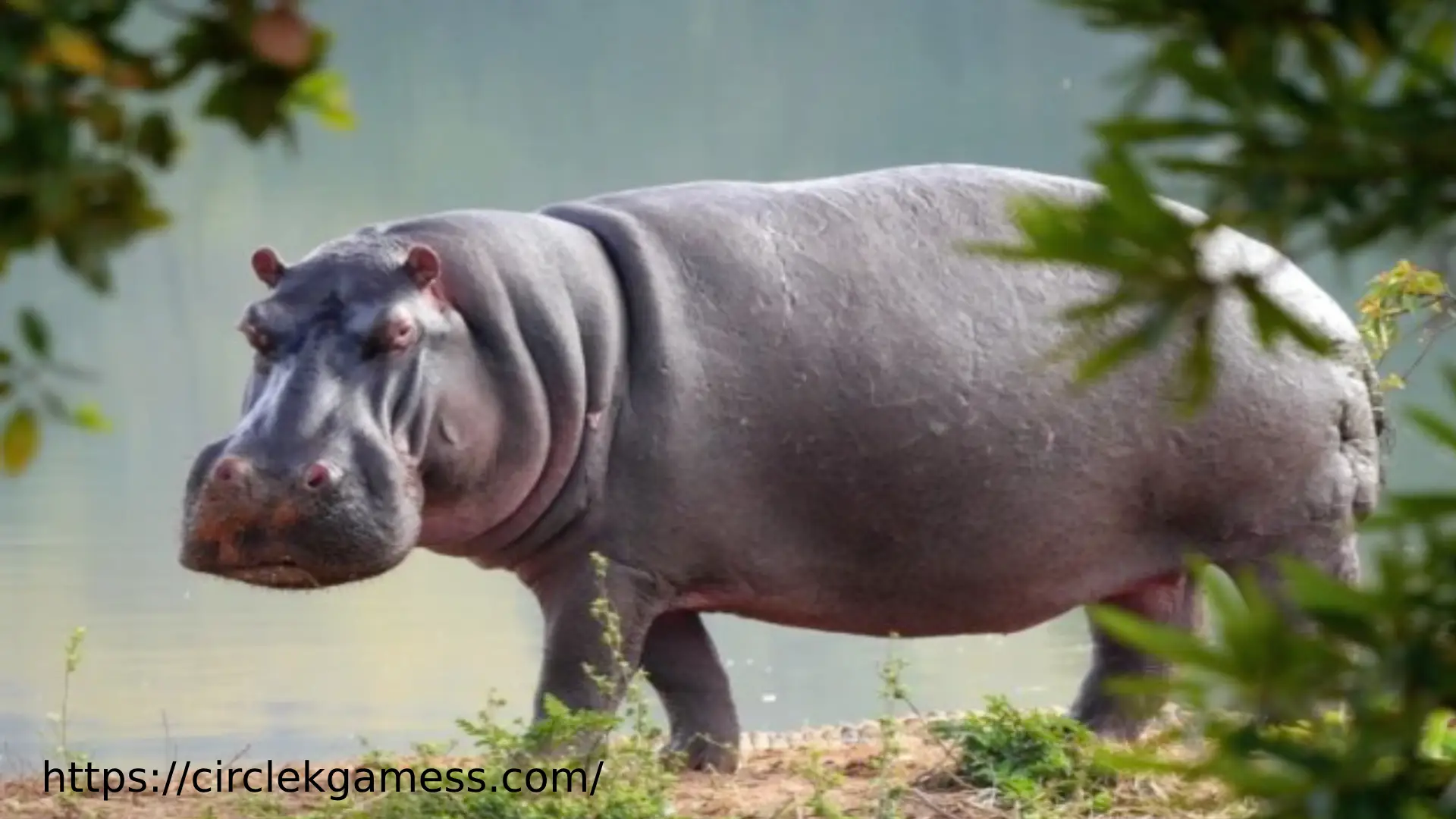 5 Letter Word Hippo